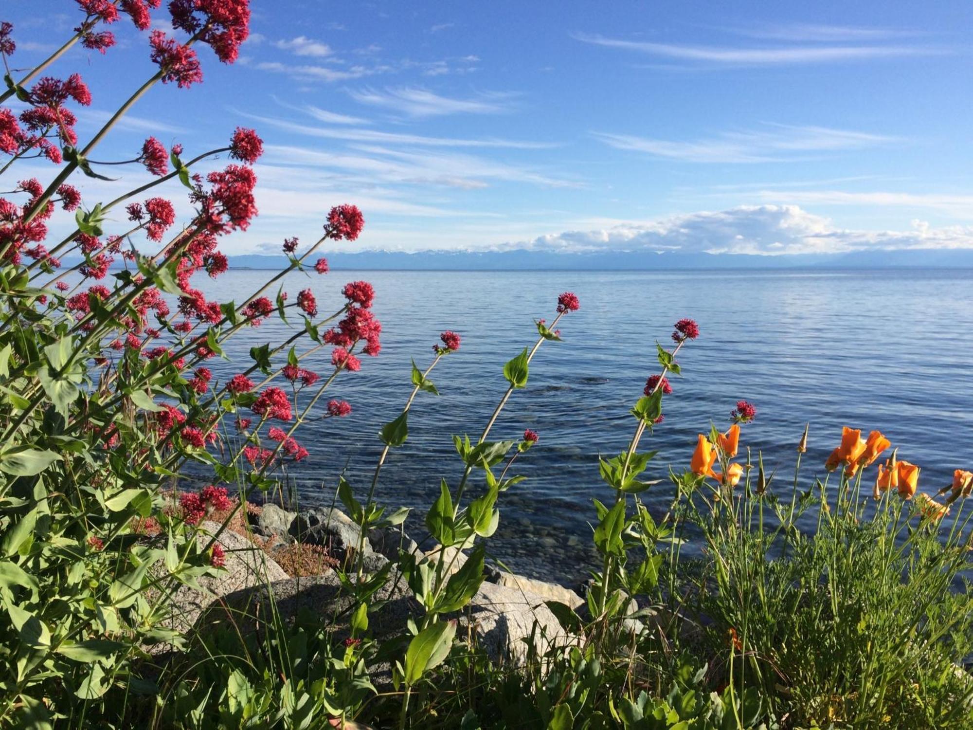 Blitz Beach House Oceanside Suite Powell River Zewnętrze zdjęcie